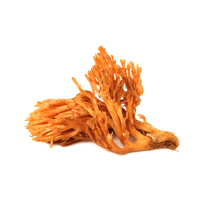 zweef cordyceps1