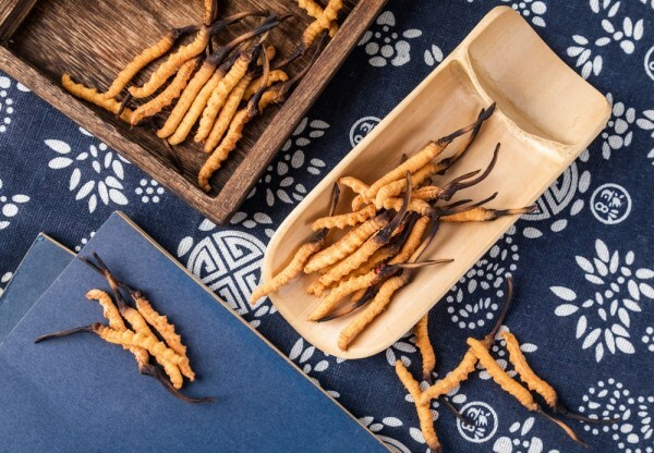 7 zeer verrassende feiten over de Cordyceps paddenstoel