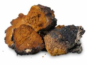 chaga-resistente-herpetische-meningitis-herpes