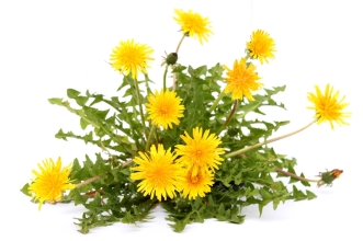 paardenbloem2